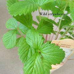 2苗分■白いちご ワイルドストロベリー トロピカルフレグランスの画像