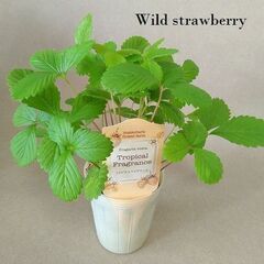 2苗分■白いちご ワイルドストロベリー トロピカルフレグランスの画像