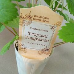 2苗分■白いちご ワイルドストロベリー トロピカルフレグランスの画像