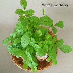 2苗分■白いちご ワイルドストロベリー トロピカルフレグランスの画像