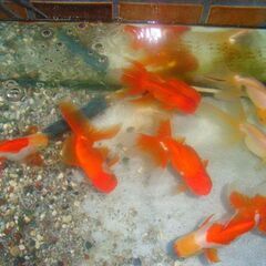 金魚-またまた登場立派なオランダの画像