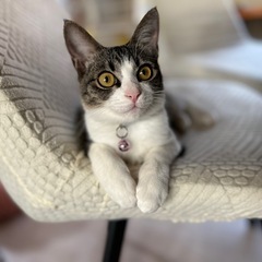 お目目くりくりイケニャン 仮名 郁海(いくみ)くん