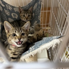 キジ猫 3兄妹 かぎしっぽの柊梨(しゅり)ちゃん