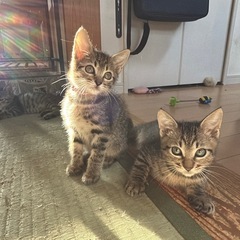 キジ猫3兄妹 柊彩(ひいろ)ちゃん(1枚目右側)