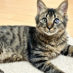 長毛猫の流星くん