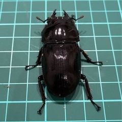 【直接取引】 能勢YG 国産オオクワガタ ♂1♀2計3匹 76.5 52.4 49.8の画像