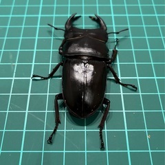 【直接取引】 能勢YG 国産オオクワガタ ♂1♀2計3匹 76.5 52.4 49.8の画像