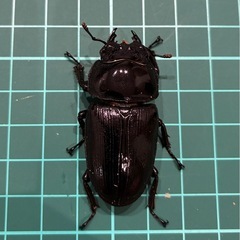 【直接取引】 能勢YG 国産オオクワガタ ♂1♀2計3匹 76.5 52.4 49.8の画像