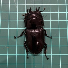 【直接取引】 能勢YG 国産オオクワガタ ♂1♀2計3匹 76.5 52.4 49.8の画像