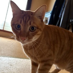 茶トラ、キジトラ、兄妹、3歳、オスメス、2匹一緒にて里親様…