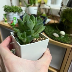 ハオルチア　オブツーサ宝草②の画像