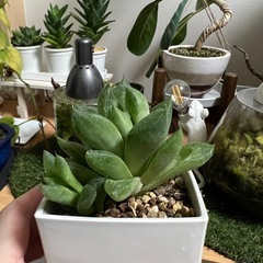 ハオルチア　オブツーサ宝草②の画像