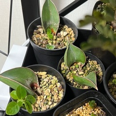 サンセベリア　サムライドワーフ葉挿し（発根済）