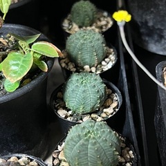 植物いろいろ（選択式）の画像