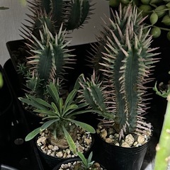 植物いろいろ（選択式）の画像