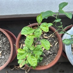 ナミアゲハ春型5蛹①+おまけの画像