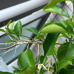 ナミアゲハ春型5蛹①+おまけの画像