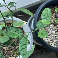 ナミアゲハ春型5蛹①+おまけの画像