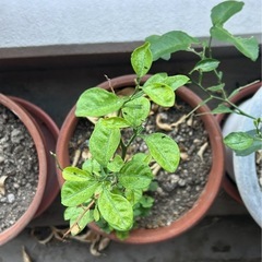 ナミアゲハ春型5蛹①+おまけの画像