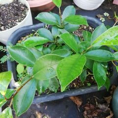 5ーガジュマルの画像