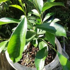 5ーガジュマルの画像