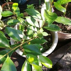 5ーガジュマルの画像