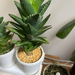 アロエ　ホタルノヒカリ①の画像