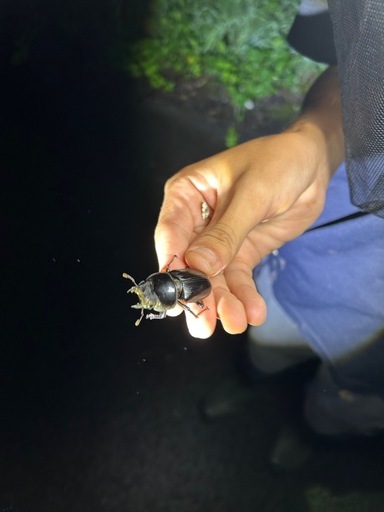 【貴重！】北海道産オオクワガタ♀45mmWF1①