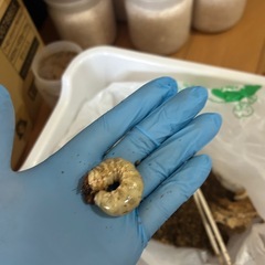 【貴重！】北海道産オオクワガタ♀45mmWF1②の画像