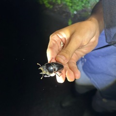 【貴重！】北海道産オオクワガタ♀45mmWF1②の画像