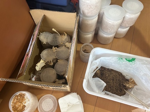 【貴重！】北海道産オオクワガタ♀45mmWF1②
