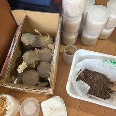 【貴重！】北海道産オオクワガタ♀45mmWF1②の画像