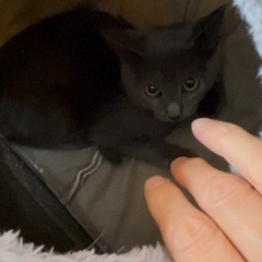 子猫グレー 詳細をご一読お願いします。