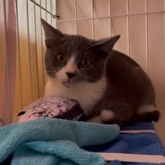 子猫 3ヶ月 グレーホワイトハチワレ 