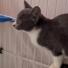 子猫グレーホワイトハチワレ  詳細をご一読お願いします。