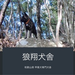 甲斐犬 子犬 和歌山県 狼翔犬舎