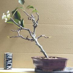 盆栽梨の画像