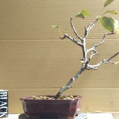 盆栽梨の画像