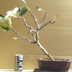 盆栽梨の画像