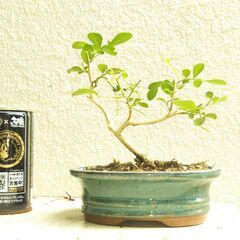 模様木盆栽ゲッキツの画像