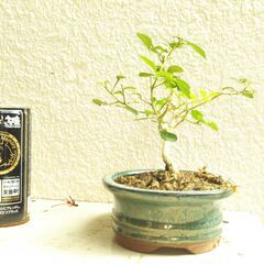 模様木盆栽ゲッキツの画像