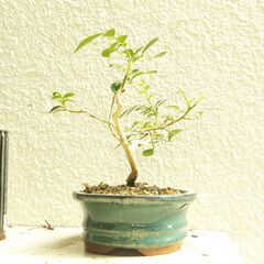 模様木盆栽ゲッキツの画像