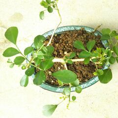 模様木盆栽ゲッキツの画像