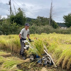 ⭐️稲藁　無農薬で籾殻くん炭と山水だけで作りましたの画像