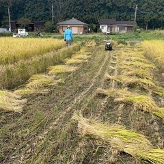 ⭐️稲藁　無農薬で籾殻くん炭と山水だけで作りましたの画像