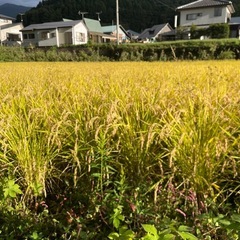 ⭐️稲藁　無農薬で籾殻くん炭と山水だけで作りましたの画像