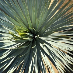 ユッカ　ロストラータ　シルバーリーフ　マルデヌベス　ぶるーブルーサンダーの画像