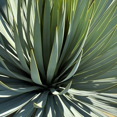 ユッカ　ロストラータ　シルバーリーフ　マルデヌベス　ぶるーブルーサンダーの画像