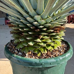 ユッカ　ロストラータ　シルバーリーフ　マルデヌベス　ぶるーブルーサンダーの画像