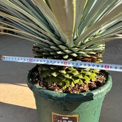 ユッカ　ロストラータ　シルバーリーフ　マルデヌベス　ぶるーブルーサンダーの画像